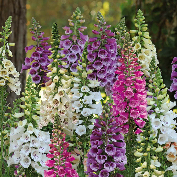 Digitalis Plant 'Dalmatian Mix'