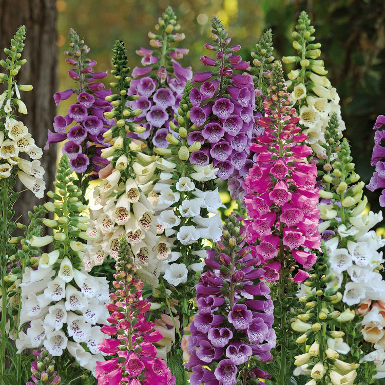 Marshalls Plant 'Selection'