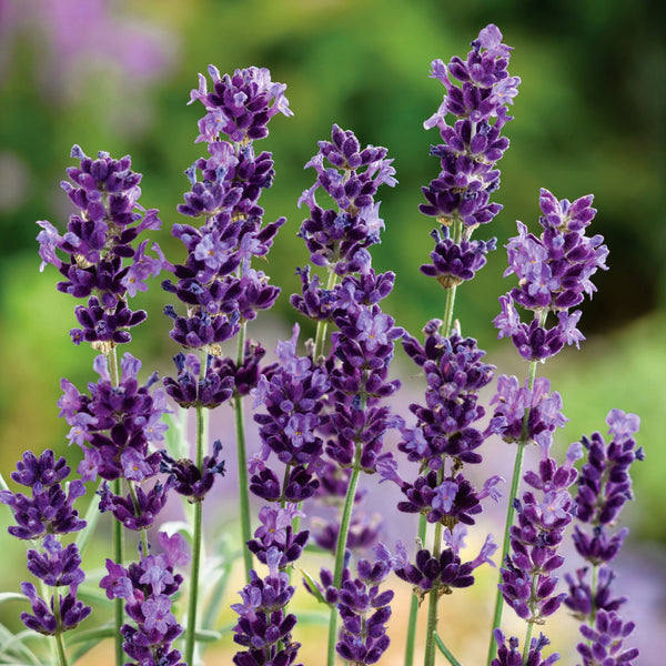 Lavender Plant 'Hidcote Blue Strain'