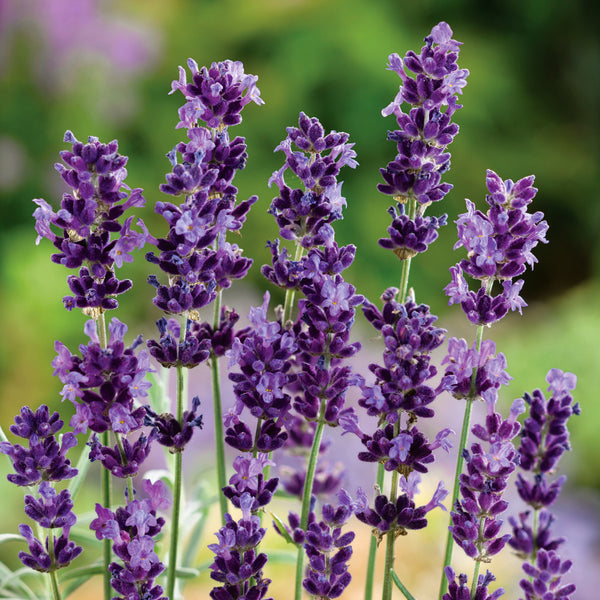 Lavender Plant 'Hidcote Blue'