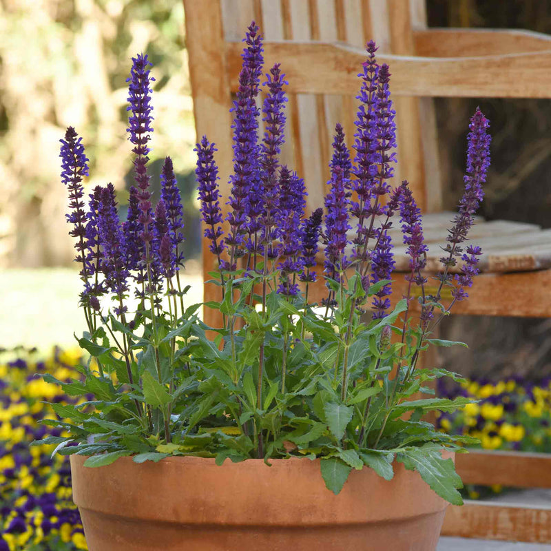 Salvia Plant 'Salvatore Blue'