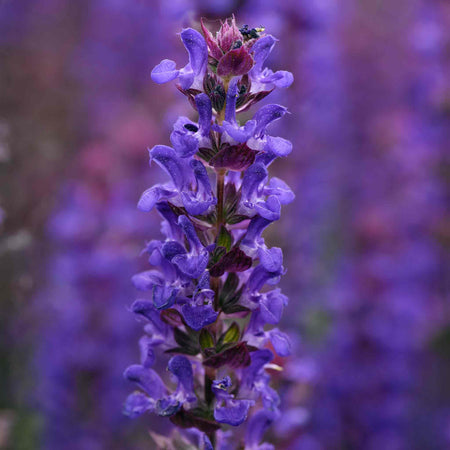 Salvia Plant 'Salvatore Blue'