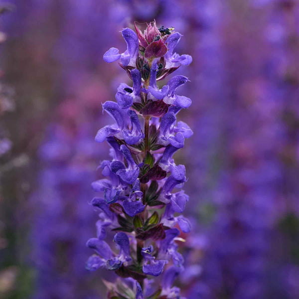 Salvia Plant 'Nemorosa Salvatore Blue'