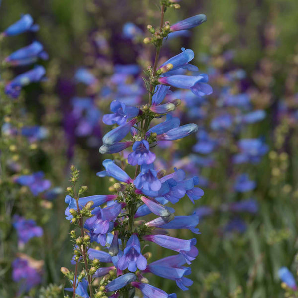 Penstemon Plant 'Electric Blue'