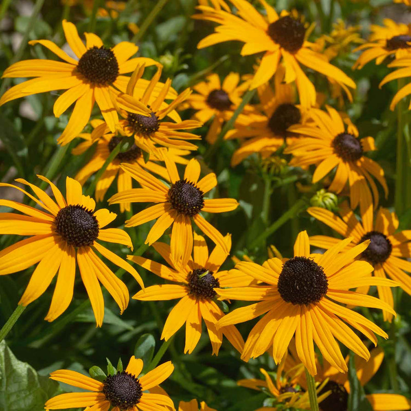 Rudbeckia Plant 'Goldsturm'