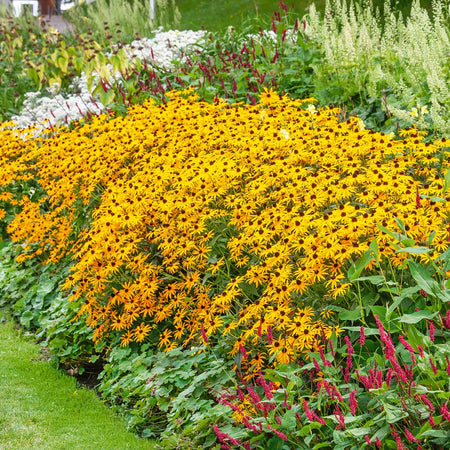 Rudbeckia Plant 'Goldsturm'