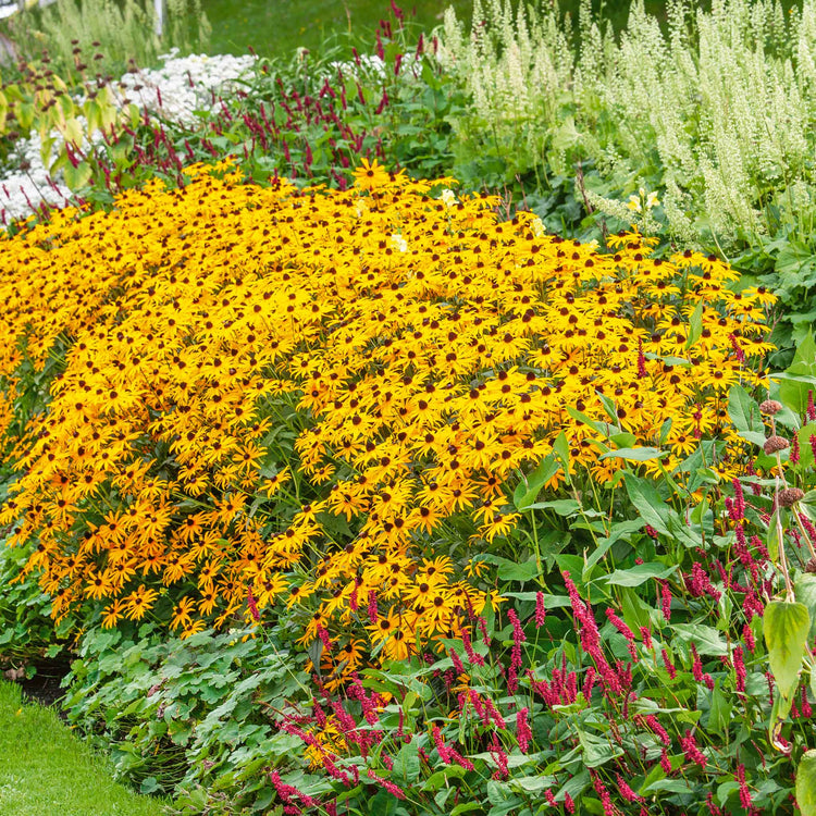 Rudbeckia Plant 'Goldsturm'