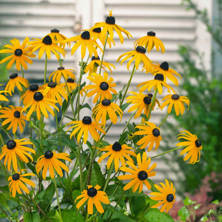 Marshalls Plant 'Hot and Spicy Perennial Selection'