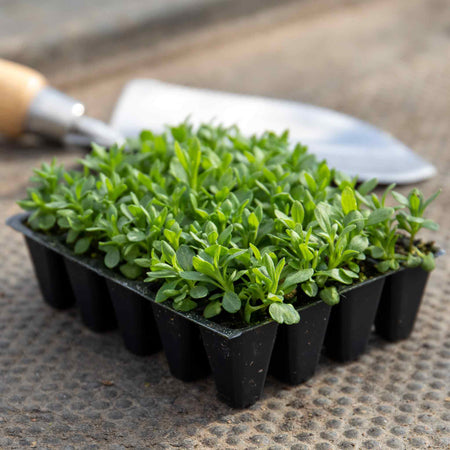 Lavender Plant 'Hidcote Blue Strain'