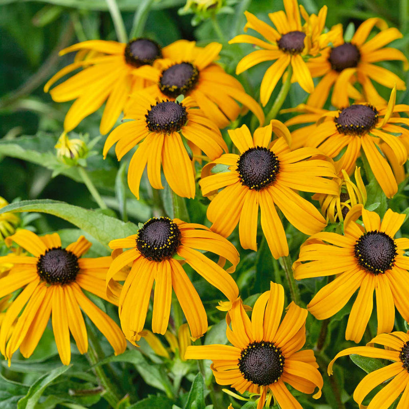 Rudbeckia Plant 'Goldsturm'