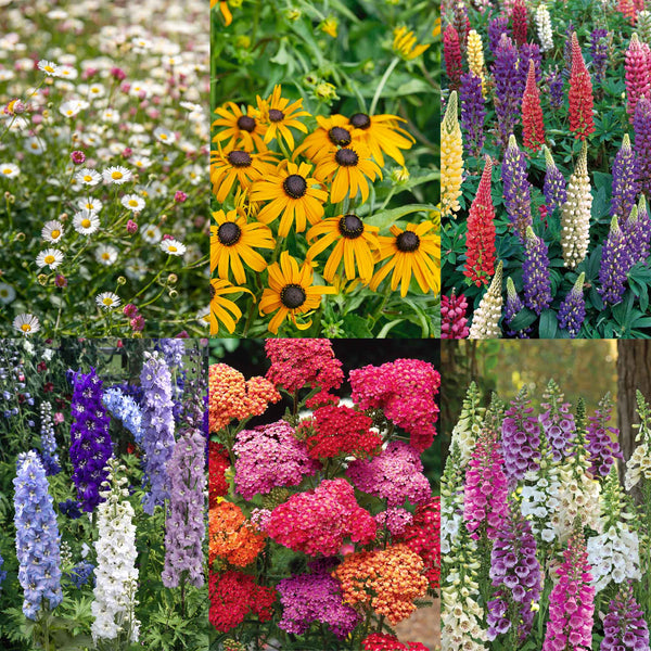 Marshalls Plant 'Selection'