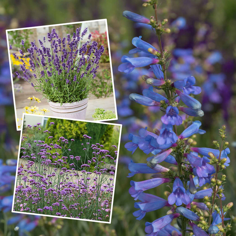 Marshalls Plant 'Moody Blues' Perennial Collection