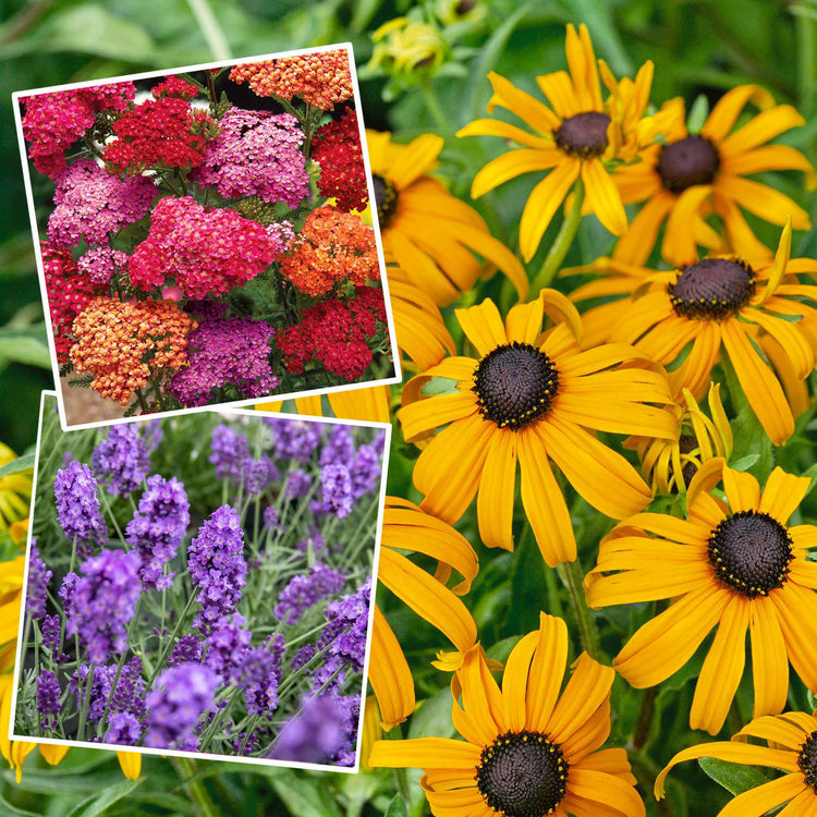 Marshalls Plant 'Hot and Spicy Perennial Selection'