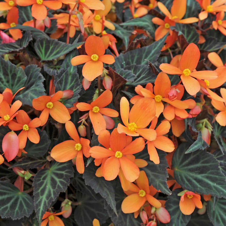 Begonia Plant 'Glowing Embers'