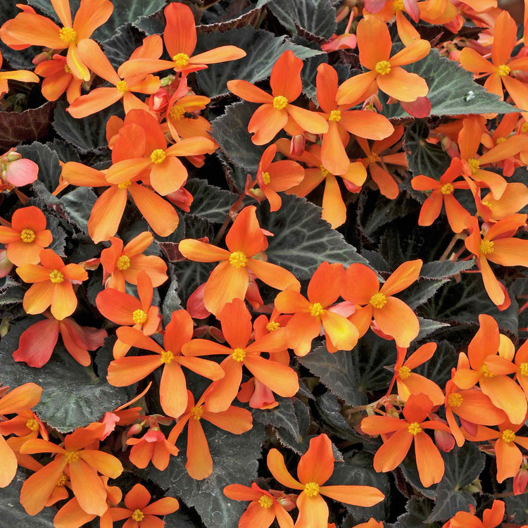 Begonia Plant 'Glowing Embers'