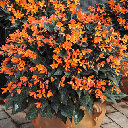 Begonia Plant 'Glowing Embers'