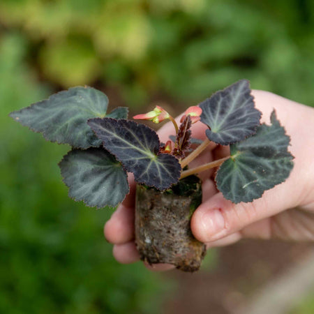 Begonia Plant 'Glowing Embers'