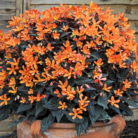 Begonia Plant 'Glowing Embers'