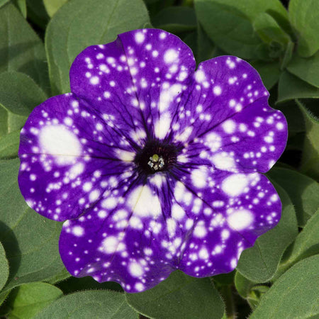 Petunia Plant 'Night Sky'