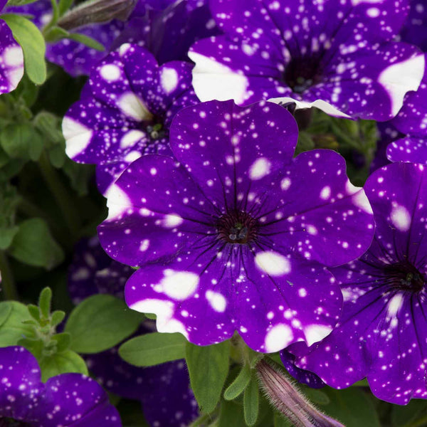 Petunia Plant 'Night Sky'