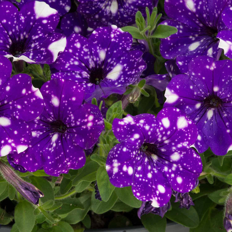 Petunia Plant 'Night Sky'