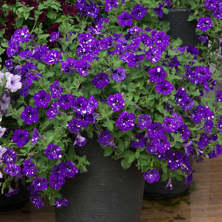 Petunia Plant 'Night Sky'