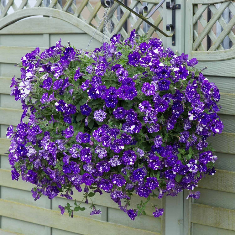 Petunia Plant 'Night Sky'