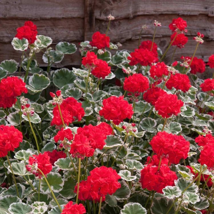 Geranium Plant 'Wilhelm Langguth'