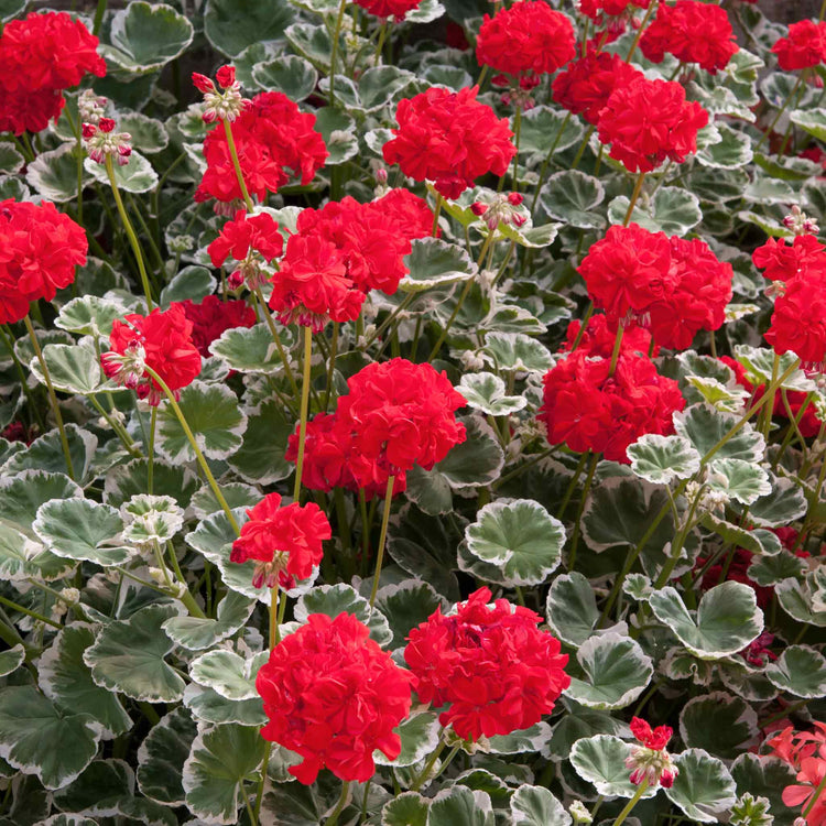 Geranium Plant 'Wilhelm Langguth'