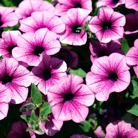 Petunia Plant Surfina 'Pink Vein'