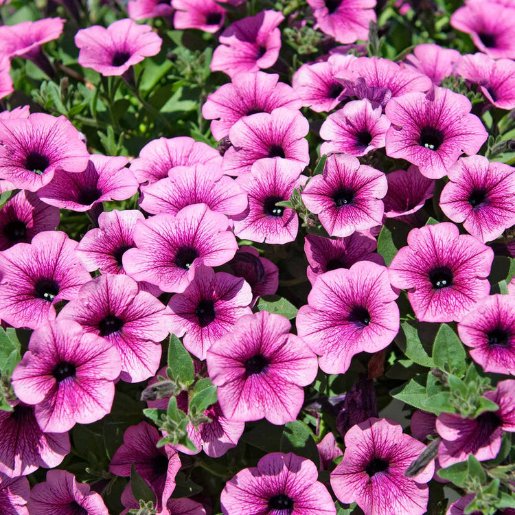 Petunia Plant Surfina 'Pink Vein'