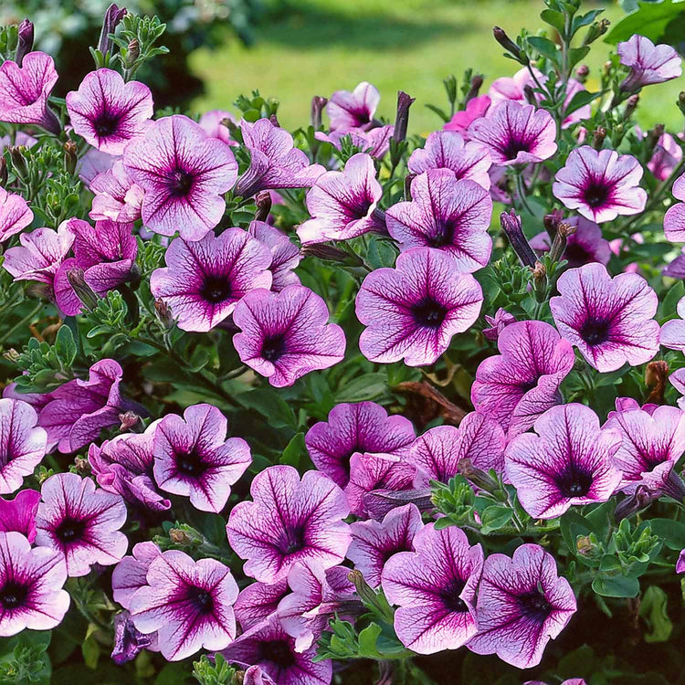 Petunia Plant Surfina 'Pink Vein'