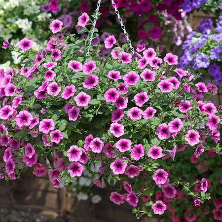 Petunia Plant Surfina 'Pink Vein'