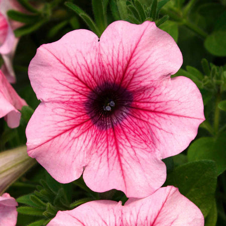 Petunia Plant Surfina 'Pink Vein'