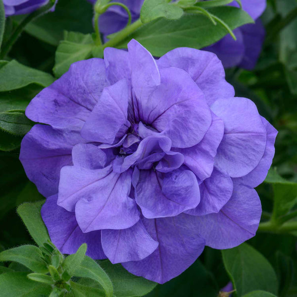 Petunia Plant 'Tumbelina Sophia'