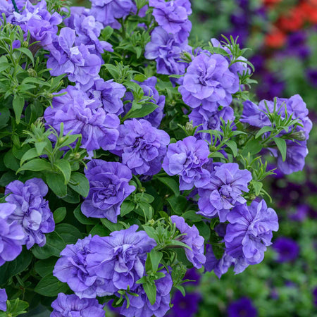 Petunia Plant 'Tumbelina Sophia'