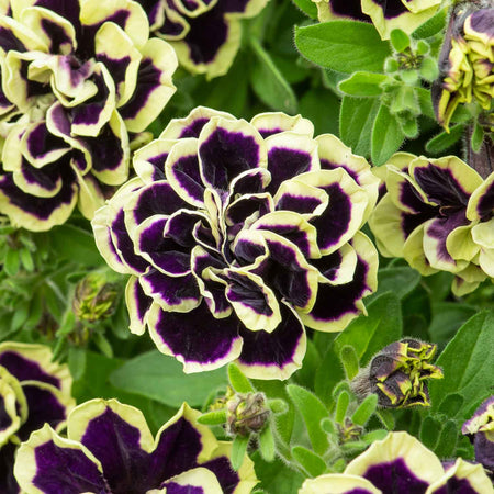 Marshalls 'Trailing Petunia Selection'