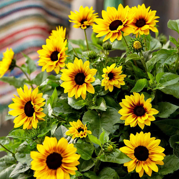 Sunflower Plant 'Sunbelievable Brown Eyed Girl'