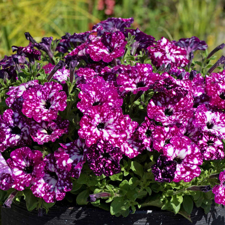 Marshalls 'Trailing Petunia Selection'