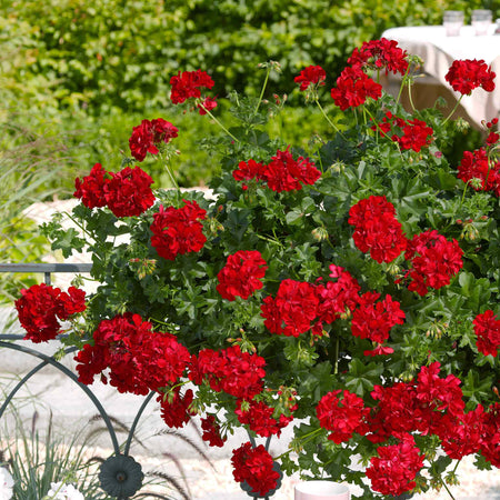 Geranium Plant 'Sunflair Mix'