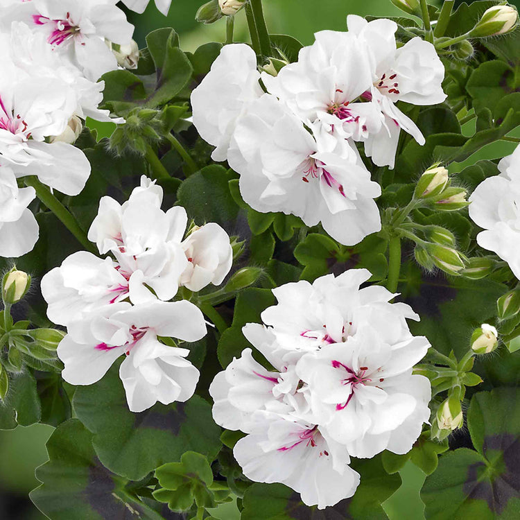 Geranium Plant 'Sunflair Mix'