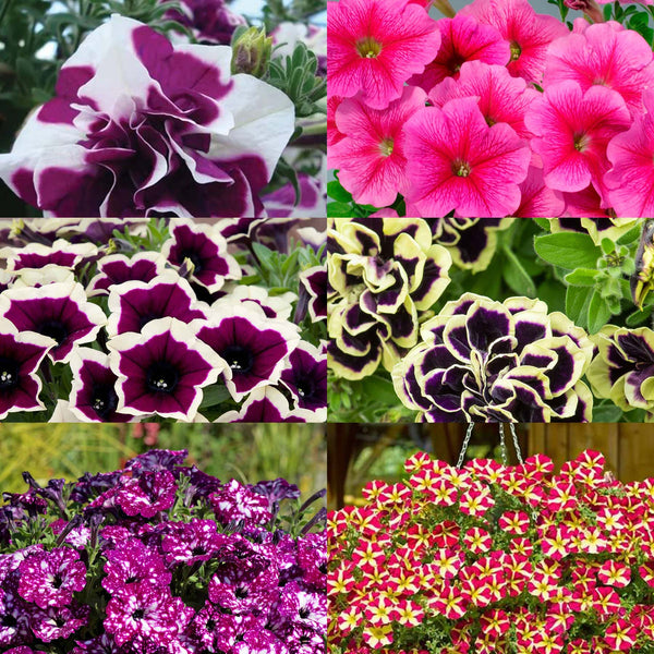 Marshalls 'Trailing Petunia Selection'