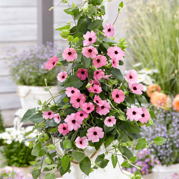 thunbergia rose sensation seeds Thunbergia 'Rose Sensation'