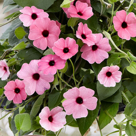thunbergia rose sensation seeds Thunbergia 'Rose Sensation'