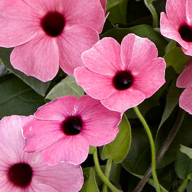 thunbergia rose sensation seeds Thunbergia 'Rose Sensation'
