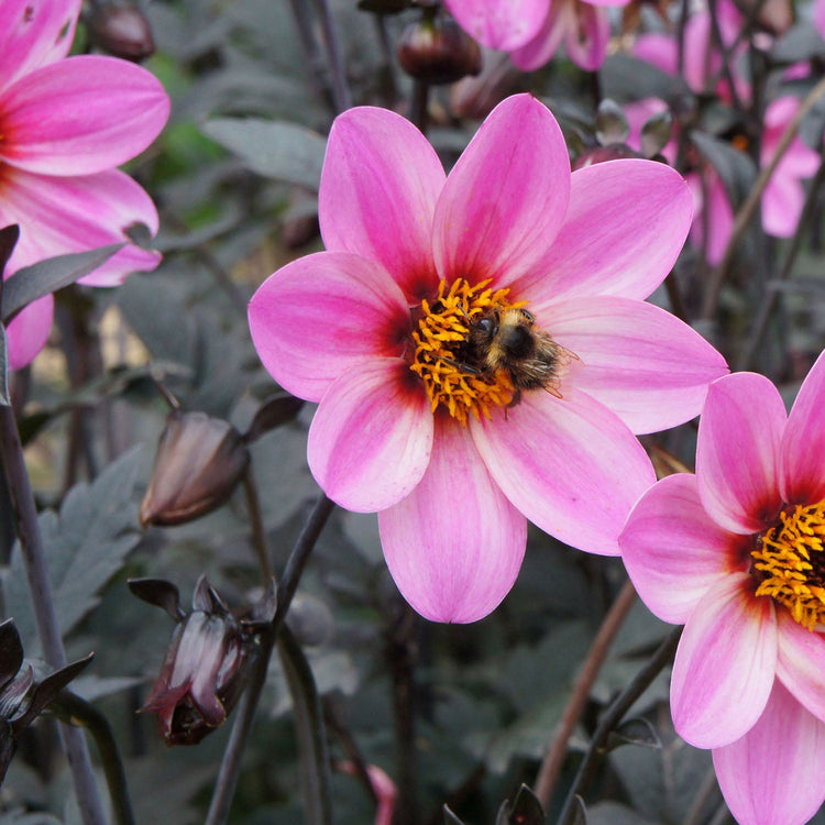 Dahlia Plant 'Mystic Dreamer'