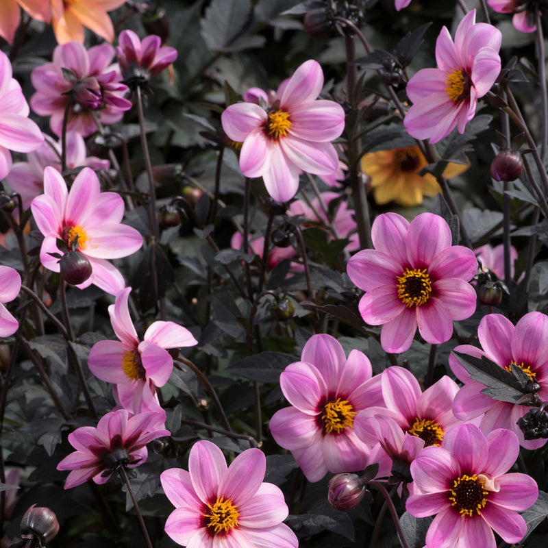 Dahlia Plant 'Mystic Dreamer'