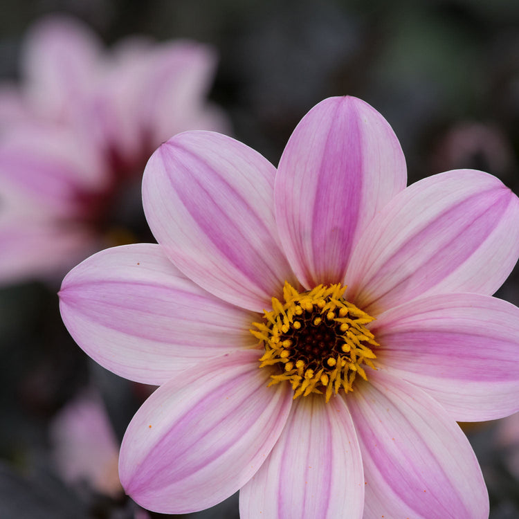 Dahlia Plant 'Mystic Dreamer'