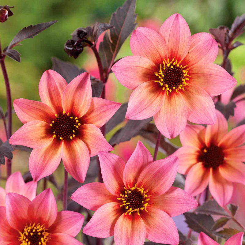 Dahlia Plant 'Mystic Fantasy'