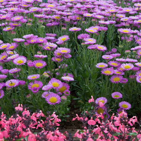 Erigeron Plant 'Sea Breeze Mauve'